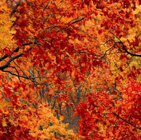 Fall Sale! 🍁🍂 - Picture 1 of 1